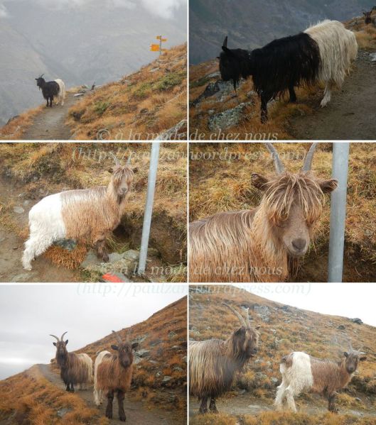 Goats -chèvres aux cols noir et  fauve - 6 October 2013