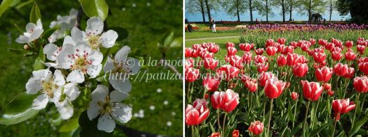 Botanical gardens at Fribourg and Tulip Festival at Morges, 5 May 2013